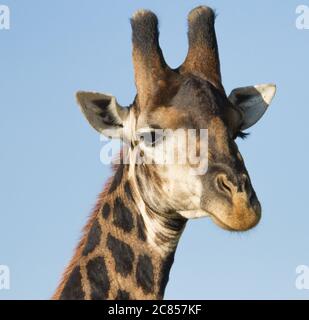 Männliche Giraffe Nahaufnahme Kopfprofil mit blauem Himmel Hintergrund im Kruger Nationalpark Südafrika Stockfoto