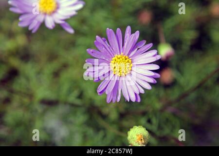 Eine Nahaufnahme eines europäischen Michaelmas Daisy Aster amellus Stockfoto