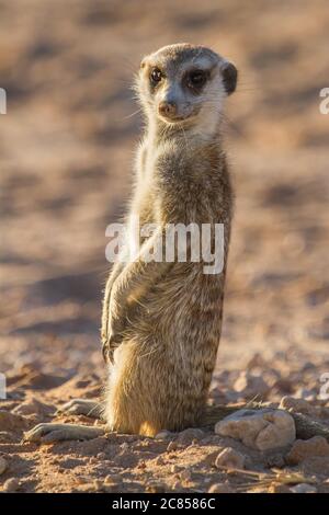 Erdmännchen (Suricata suricatta) stehende Wache im Kalahari Südafrika mit Bokeh Stockfoto