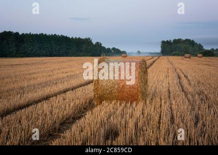 Runde Heuballen auf Stoppeln und Wald am Horizont, Abendblick im Sommer Stockfoto
