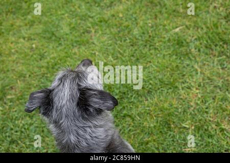 Blick auf den Kopf eines kleinen grauen Hundes, der in einem grasbewachsenen Garten oder Feld steht. Stockfoto