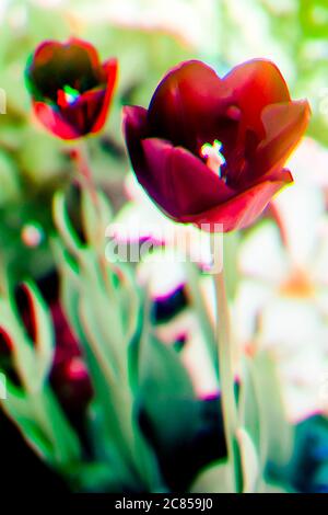 Gefilterte Bilder, die aus einem Satz von 3 Bildern zusammen in einem einzigen RGB-Bild entstehen. Endbild eine Tulpe in einem Garten, der aus 3 Primärfarben besteht, gefiltert und kombiniert. Stockfoto