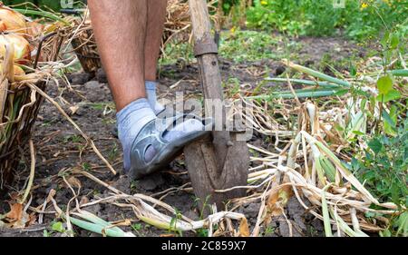 Der Prozess des Ausgrabens Zwiebeln aus dem Boden im Garten. Ernte gesundes Vitamin Gemüse. Stockfoto