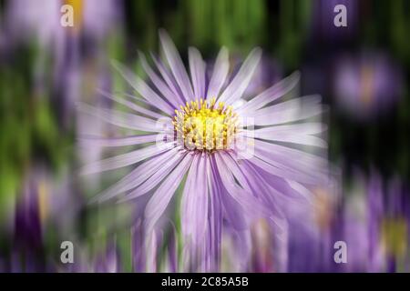 Aster x frikartii, 'Monch' eine gemeinsame kultivierte krautige mehrjährige winterharte Gartenblume Pflanze auch als Michaelmas Daisy mit einem Streifen verschwommen effe bekannt Stockfoto