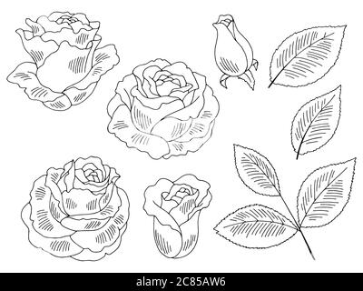 Rose Blume Grafik schwarz weiß isoliert Skizze Set Illustration Vektor Stock Vektor