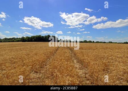 Ashtead Surrey England, Großbritannien. Juli 2020. Fairweather Wolken und blauer Himmel über einem Feld von reifenden Weizen, an einem anderen herrlichen Sommertag in Surrey. Quelle: Julia Gavin/Alamy Live News Stockfoto