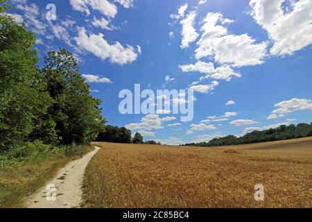 Ashtead Surrey England, Großbritannien. Juli 2020. Fairweather Wolken und blauer Himmel über einem Feld von reifenden Weizen, an einem anderen herrlichen Sommertag in Surrey. Quelle: Julia Gavin/Alamy Live News Stockfoto