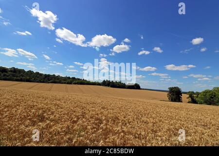 Ashtead Surrey England, Großbritannien. Juli 2020. Die Mittagssonne schlägt auf einem Feld des reifenden Weizens an einem anderen glorreichen Sommertag in Surrey nieder. Quelle: Julia Gavin/Alamy Live News Stockfoto