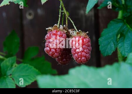 Früchte von Tayberries in Nahaufnahme - drei reife rote Früchte auf verschwommenem Hintergrund Stockfoto