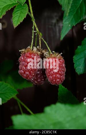 Große Tayberry-Frucht im Garten - saftige reife Früchte aus nächster Nähe Stockfoto