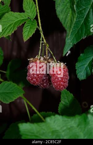 Tayberry Frucht zwischen den Blättern - Nahaufnahme der Frucht auf einem schattigen Hintergrund Stockfoto