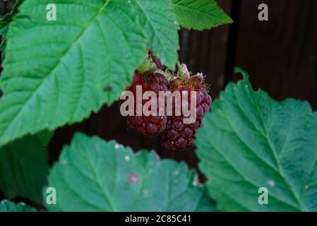 Tayberry Frucht im Schatten - Frucht zwischen den Blättern Stockfoto