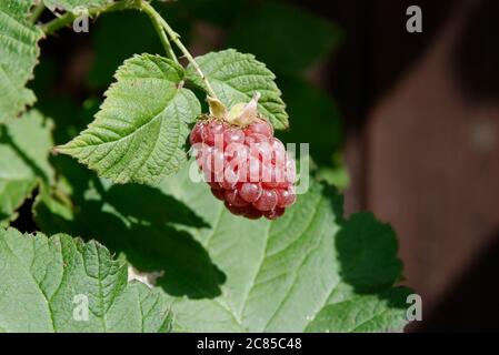 Tayberry in der Sonne - Nahaufnahme der Frucht auf dem Hintergrund der Blätter Stockfoto