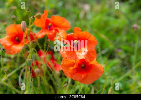 Orangefarbene Mohnblumen auf einem Feld mit einem verschwommenen grünen Hintergrund. Bild aus Landskrona, Schweden Stockfoto