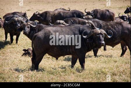 Afrikanischer Büffel Herde in der Ngorongoro Crater, Tansania Stockfoto