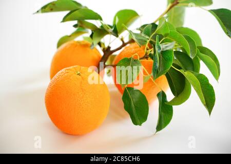 Saftige Orangen mit grünem Zweig und Blättern auf weißem Hintergrund Stockfoto