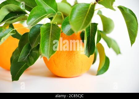Saftige Orangen mit grünem Zweig und Blättern auf weißem Hintergrund Stockfoto