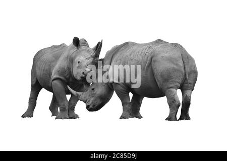 Zwei Nashorn kämpfen ausgeschnitten und isoliert auf einem weißen Hintergrund schwarz-weiß monochromes Bild Stockfoto