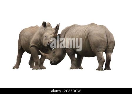Zwei Nashorn kämpfen ausgeschnitten und isoliert auf weißem Hintergrund Stockfoto