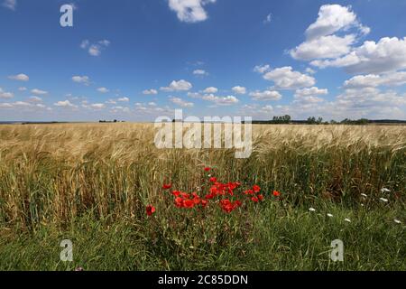 Rote Mohnblumen wachsen am Rand eines Weizenfeldes Stockfoto