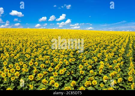 Sonnenblumen Feld am Himmel Luftaufnahme. Stockfoto