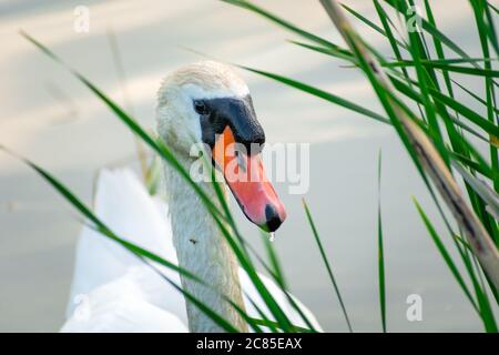 Ein weißer stummer Schwan hinter grünem Schilf im Wasser, Blick auf den Frühling Stockfoto