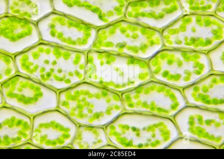 Mikroskopische Ansicht von Moosblättern (Plagiomnium affin). Hellfeldbeleuchtung. Stockfoto