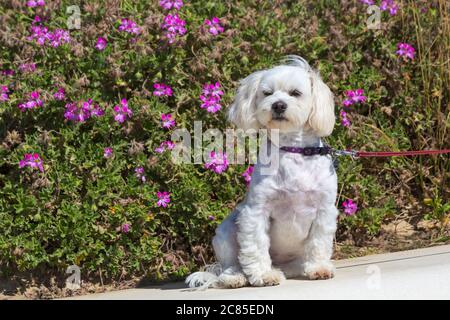 Niedlicher maltesischer Hund an der Leine sitzt an der Wand mit rosa Blumen hinter am Pier Approach, Bournemouth, Dorset UK im Juli Stockfoto