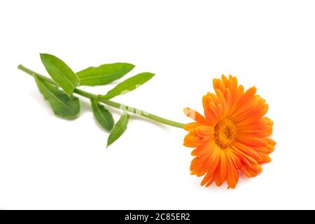 Ringelblume Pflanze isoliert auf weißem Hintergrund Stockfoto