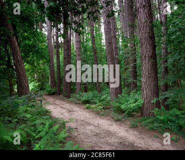 Waldweg mit Pinien gesäumt.Blidworth Wälder, Nottinghamshire, England, Großbritannien Stockfoto