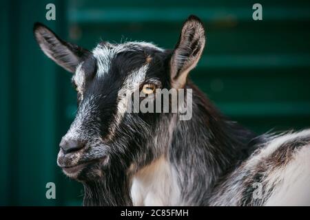 Eine gefleckte schwarz-weiße neugierige Ziege steht in einem Stift in der Nähe eines grünen Zauns und schaut mit Interesse. Viehzucht. Stockfoto