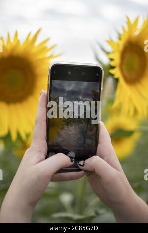 Selektive Fokusaufnahme eines Smartphones und der Handnahme von Frauen Ein Foto von Sonnenblumen Stockfoto