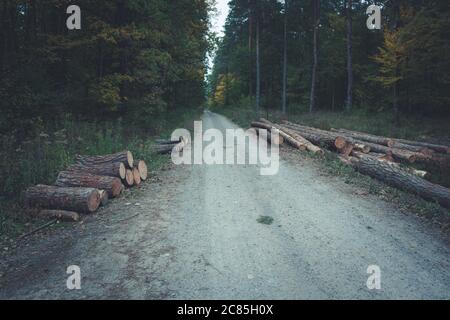 Baumstämme liegen auf dem Feldweg im Wald Stockfoto