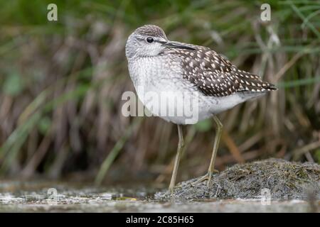 Der Holzschnepfenläufer im Sumpf (Tringa glareola) Stockfoto