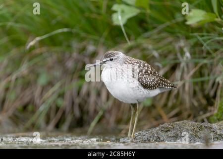 Der Holzschnepfenläufer im Sumpf (Tringa glareola) Stockfoto