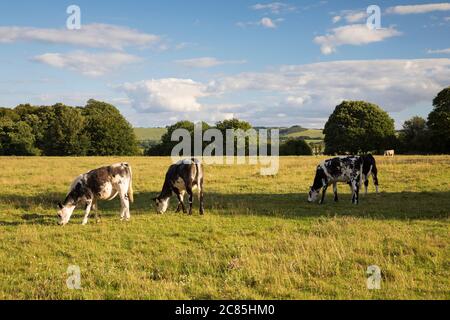 Kühe grasen auf Hungerford gemeinsam mit Inkpen Hill in der Ferne am Sommerabend, Hungerford, West Berkshire, England, Großbritannien, Europa Stockfoto