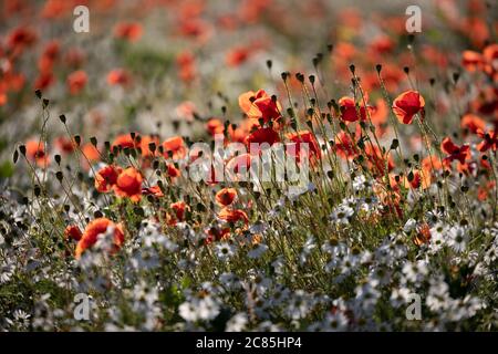 Backlit Red poppies and Mayweed growing in field at sunset, near Hungerford, West Berkshire, England, United Kingdom, Europe Stockfoto