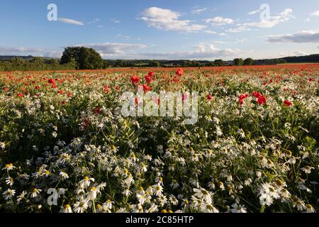 Red poppies and Mayweed growing in field, near Hungerford, West Berkshire, England, United Kingdom, Europe Stockfoto