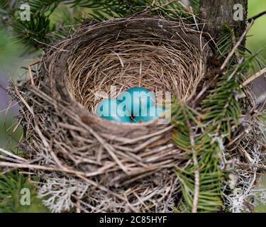 Robin-Vogel nisten mit bläulich grünen Eiern in einer Fichte im Wald in ihrer Umgebung und ihrem Lebensraum.
