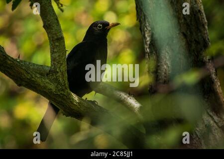 Eurasische Amsel Turdus merula auf Baum verwischt grünen Hintergrund Mugardos Galicia Spanien Stockfoto