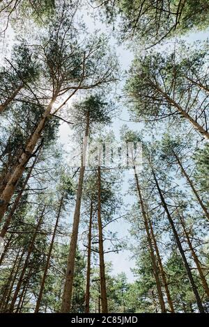 Kiefernwald an einem sonnigen Sommertag Stockfoto