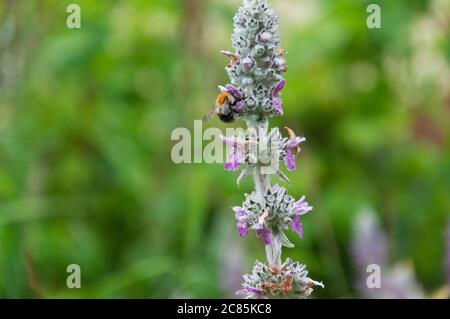 Blumen von Stachys byzantina mit Biene Stockfoto