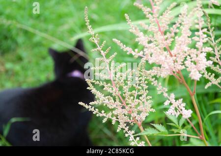 Rosa Astilbe Blume im Garten auf dem Hintergrund unfokussierte Silhouette der schwarzen Katze Stockfoto