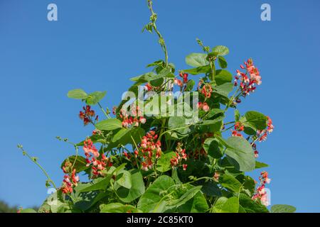 Die weißen und roten Blüten der Kletterbohnen und die grünen Blätter, die im Juli gegen einen blauen Himmel gesehen werden. Stockfoto