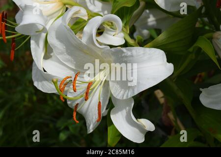 Lilium Casablanca Stockfoto