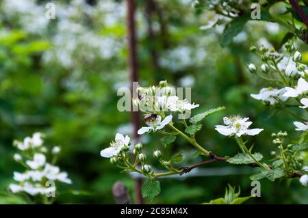 Blühende Brombeerbüsche Stockfoto