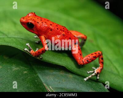 Erdbeere Pfeilgiftfrosch Stockfoto