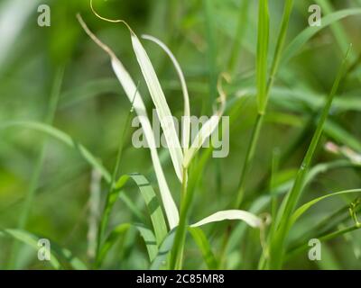 Cynodon Dactylon oder Bermuda Gras in weiß und grün, Perennial Grass Stockfoto
