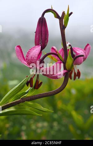 Nahaufnahme der rosa Martagon Lily Stockfoto