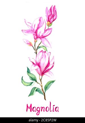 Magnolia Zweig mit rosa-lila Blüten isoliert auf weiß handbemalter Aquarell-Illustration mit handschriftlicher Inschrift Stockfoto